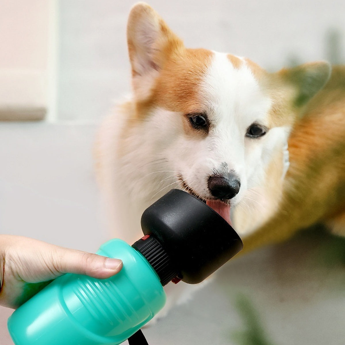 Un corgi boit dans le godet de la gourde verte