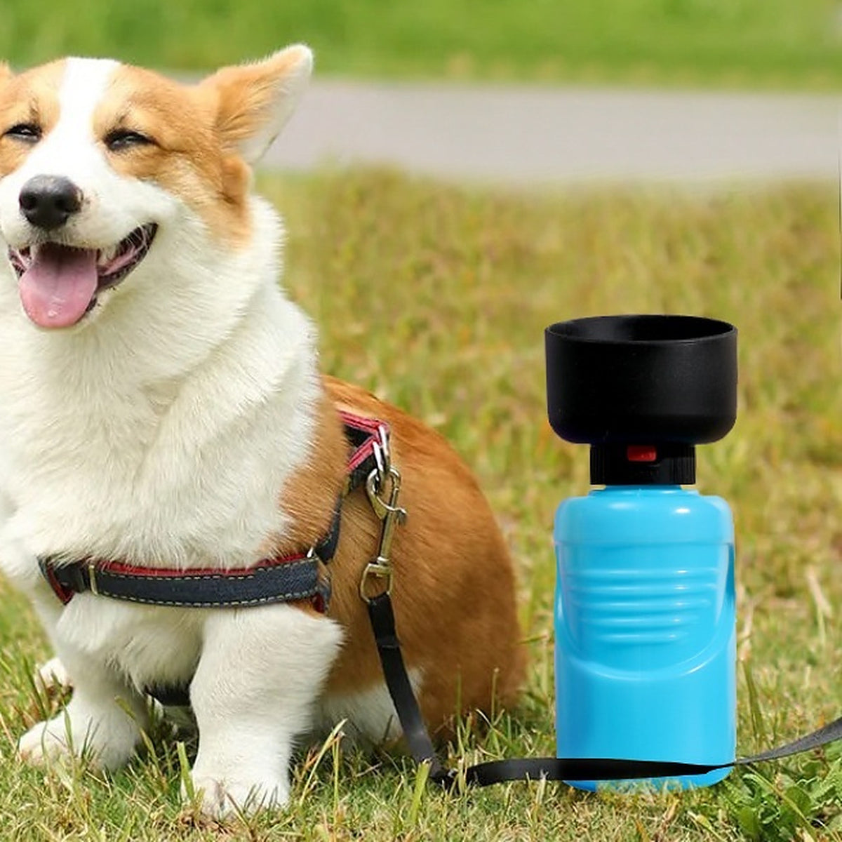 Un corgi assis dans l'herbe à côté de la gourde bleue